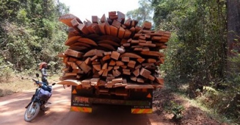 Casamance : Les coupeurs de bois enlevés toujours introuvables