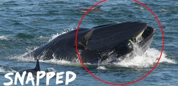 AFRIQUE DU SUD : Une baleine avale un plongeur puis le recrache vivant