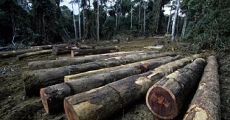 Trafic de bois : vers des brigades frontalières pour endiguer le phénomène