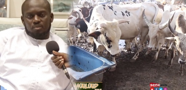 Gamou-2019 : Aziz Ndiaye distribue des centaines de bœufs à Tivaouane