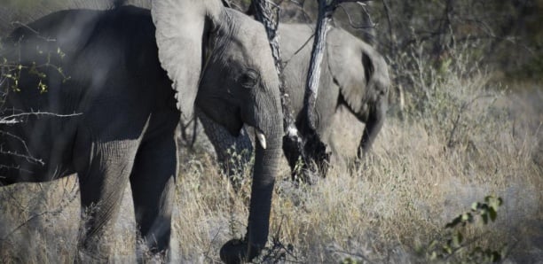 La Namibie forcée de vendre aux enchères des animaux sauvages
