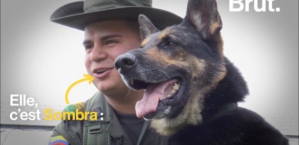 Colombie : La tête d'un chien renifleur de drogue mise à prix