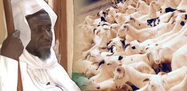 Moutons, chèvres, boeufs : Cheikh Mahy Cissé à la rescousse des nécessiteux