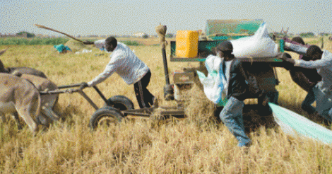 Brève note économique sur le concept d’exploitation agricole familiale (Moussa Fall, agroéconomiste, consultant)