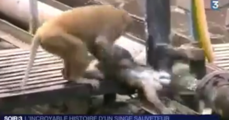 L'incroyable histoire d'un singe sauveteur, Regardez !