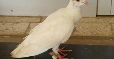 Mysticisme à la mairie de Kaolack : Un pigeon aux amulettes sème la panique