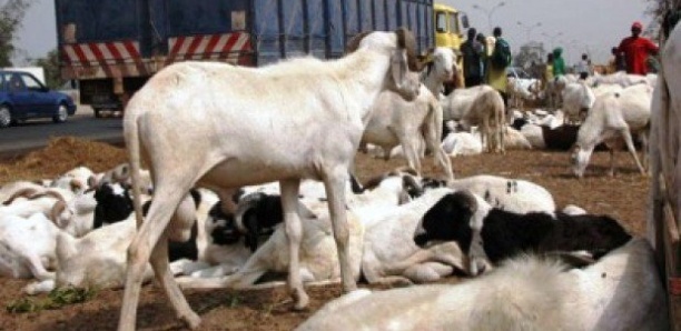 Tabaski : 50 000 à 60 000 moutons invendus