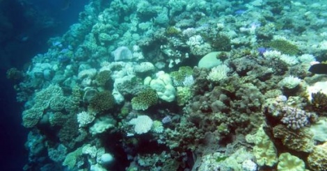 Australie : les eaux se réchauffent, les coraux blanchissent