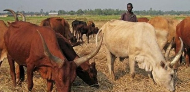 Vol de 63 bœufs à Touba : Amadou Ka prend 5 ans de prison et 15 millions d’amende