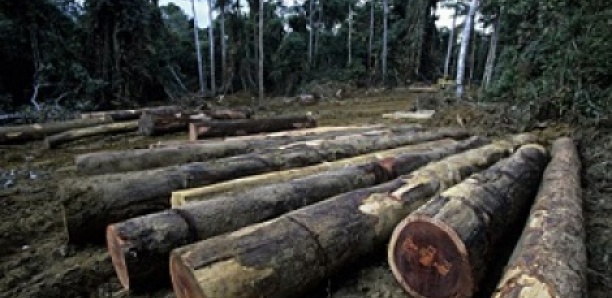 Vélingara : Un contrebandier abattu par des agents des Eaux et Forêts