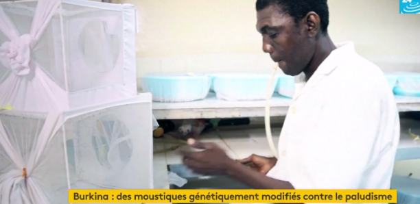 Burkina Faso: Des moustiques génétiquement modifiés contre paludisme