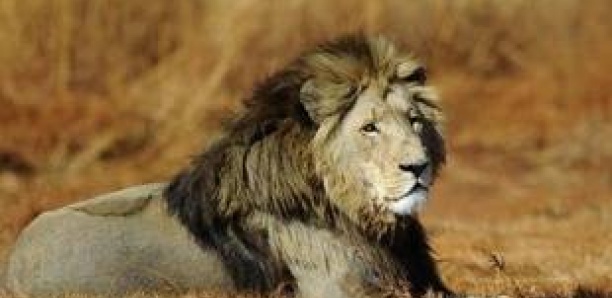 340 kg d'os de lions saisis en Afrique du Sud