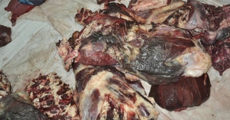 Ourosogui : 10 tonnes de viande avariée saisies dans une mosquée