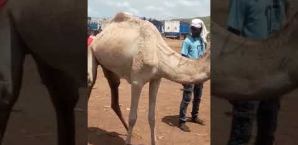 Préparatifs du Magal:  Un berger offre un chameau à Sokhna Aida Diallo